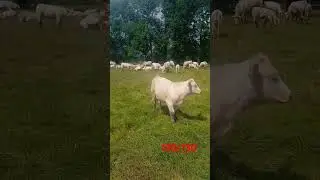 On sort les derni&egrave;res vaches #&eacute;levage #charolais #agriculture