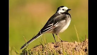 Pied wagtail 1h bird sound