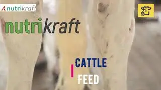 Nutrikraft cattle feed.Cont:9175937925