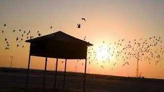 Al Ruwais: A journy to Al Ruwais beach