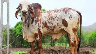 Gir bull for sale. Top breed Gir bull Direct Bhavnagar blood line 7990905070