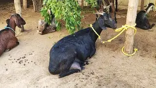ஆடு வளர்க்க உங்களுக்கு பிடிக்குமா⁉️🐐🦙🐑💚Goat Life is live