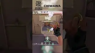 NIP chiwawa ace
