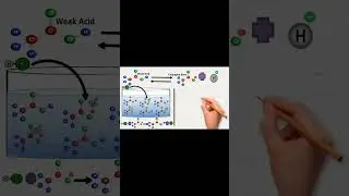 How Acetic Acid Buffer Works