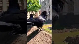 Ravens At The Tower Of London