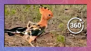 Rare African Hoopoe Waddles Close-Up in 5K 360