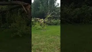 Liability of Bradford pear trees | high wind damage