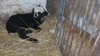 Теж не солодко...мерзнуть тварини та підвали з овочами....Сумщина, 4 лютого