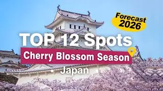 Cherry Blossom Season Japan   Forecast 2026 sakura