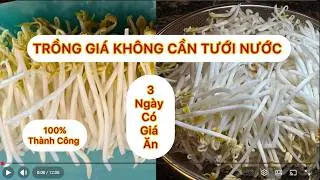 WOW Giá Đậu Xanh . Không Tưới . Chỉ 3 Ngày. Trắng . Mập . Giòn . Thành Công 100%
