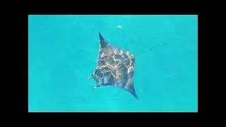 Mobula Ray At Playa Cabuyal, Costa Rica **Drone Footage**