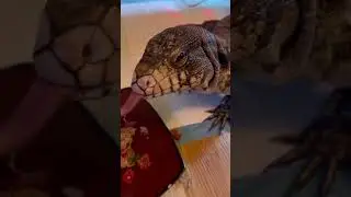 One of my cats! #cutepets #lizard #cat #pets #funny