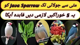 5 Best Foods For Java Sparrow | Best Soft foods for Java Birds | Summer Diet for Birds | Fawn,White
