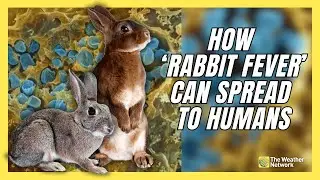 How 'Rabbit Fever' Cases Can Spread During Common Garden Chore