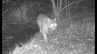 Late January 2026 (Cat, Bobcat, Cottontail