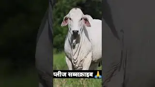 #tharparkar #cow #shorts #subscribe #dairy #cdf #cow_farm #video