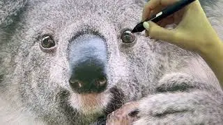 Kait DArcy Art Winston the Koala