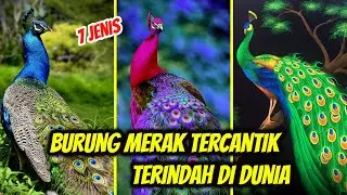 7 Jenis Burung Merak Beserta Ciri2 dan Habitatnya