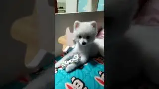 peter08