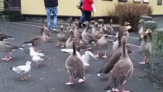 Reykjavik Birding Pond, Iceland:  Whooper Swans, Black-headed Gulls and Greylag Geese, Kaiyote Tours
