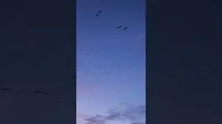 duck migration #animals #duckmigration #duck
