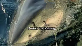 Contender the Worlds largest male Atlantic great white shark 