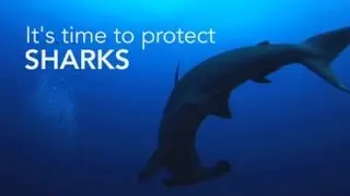 Protect Sharks and Manta Rays at CITES | Pew