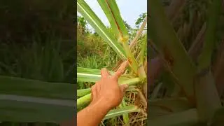 Tanam terubuk/tebu telur cepat panennya tiap hari bisa