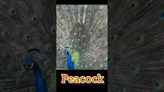 Peacock #peacockdisplay