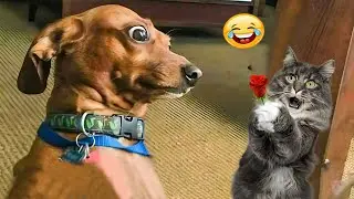 The FUNNIEST Pet Videos of the year! 🤣Funniest ANIMALS Videos That Will Make You Laugh To Tear 😂
