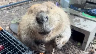 Delicious snacks with a dash of tantrum for Monday