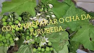 COMO FAZER O CHÁ DE JURUBEBA E PARA QUE SERVE [ 21 BENEFÍCIOS DO CHÁ DE JURUBEBA]CONFIRA..