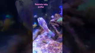 Bennett's toby puffer (pearl spot toby)