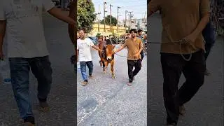 Rambo cow #shorts