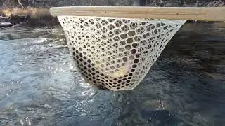 FLYFISHING the North Fork Feather River and catching BEAUTIFUL Rainbow TROUT