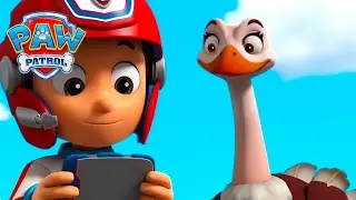 Feathered Friends! 🪽 - PAW Patrol - Cartoons for Kids