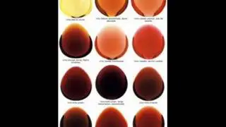 Color del Vino.wmv
