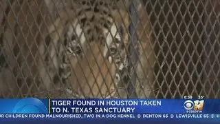 Tiger Found In Abandoned Houston Home Moved To Sanctuary
