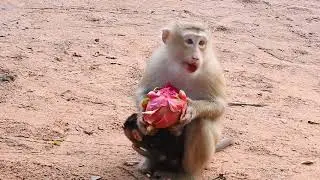 Wow Monkey Rose is very lucky today,Monkey Rose got a huge dragon fruit