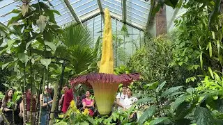 Rare giant 'corpse flower' blooms at London's Kew Gardens | AFP