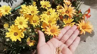 How to Care and Collect Dimorphotheca / African Daisy Seeds @Happy.Gardening #flowers #gardening