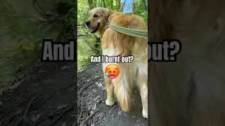 WHAT IS it? 🤔#dog #dogs #ytshorts #anxiety #adhd #funny #comedy #viralshort #cute #humor #love
