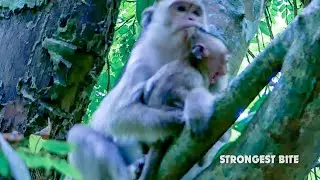 Strongest bite ever!!! Pitiful baby monkey Brandi very hungry crying loudest best mum bite so hard
