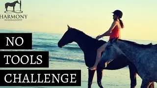 No Tools Challenge with 2 Off the track Thoroughbreds