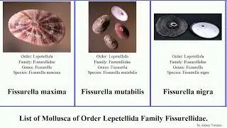 List of Mollusca of Order Lepetellida Family Fissurellidae. diodora fissurella emarginula scutus