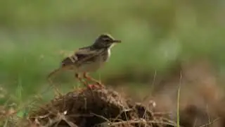 Plain Prinia - Call
