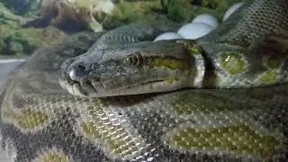 hypo cateater ibrido Python bivittatus Python natalensis