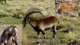 Endemic Animals in Ethiopia |Kente Man|