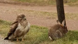 Buizerd met Haas  (Buteo Buteo versus Lepus)