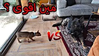 مواجهة كلبي الجيرمن ( كلايمر ) مع القط الحبشي النادر 😳🔥